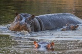 Seba - Hippo 3 Seba - Hippo 3